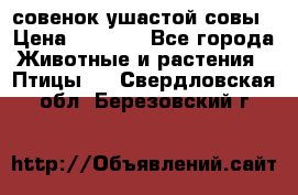 совенок ушастой совы › Цена ­ 5 000 - Все города Животные и растения » Птицы   . Свердловская обл.,Березовский г.